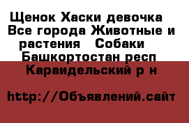 Щенок Хаски девочка - Все города Животные и растения » Собаки   . Башкортостан респ.,Караидельский р-н